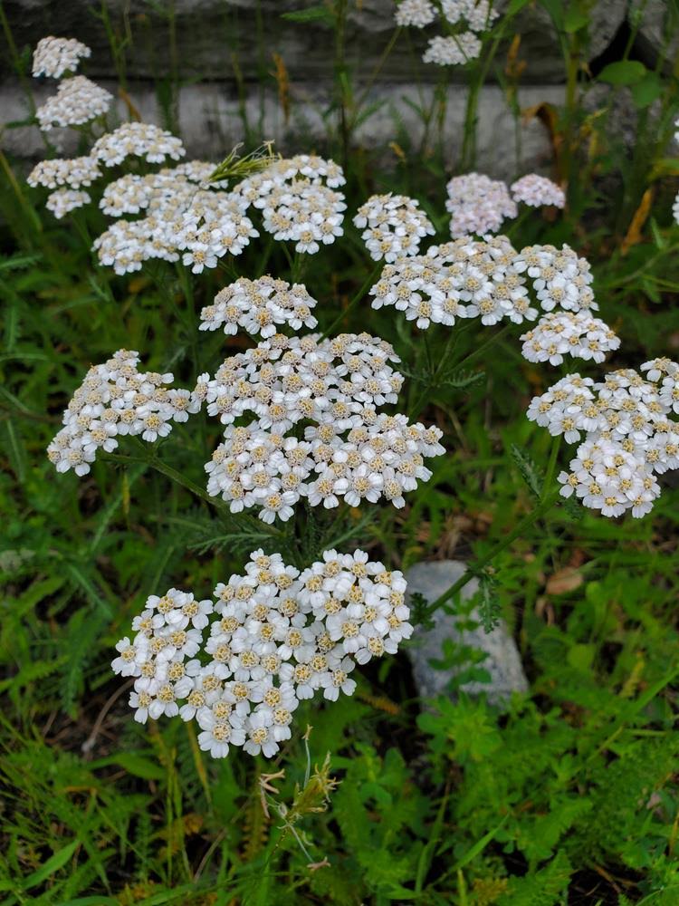 Western Yarrow - Achillea millefolium