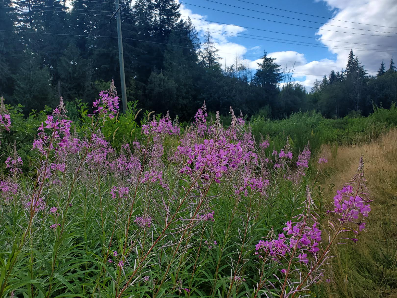 Fireweed - Chamaenerion angustifolium