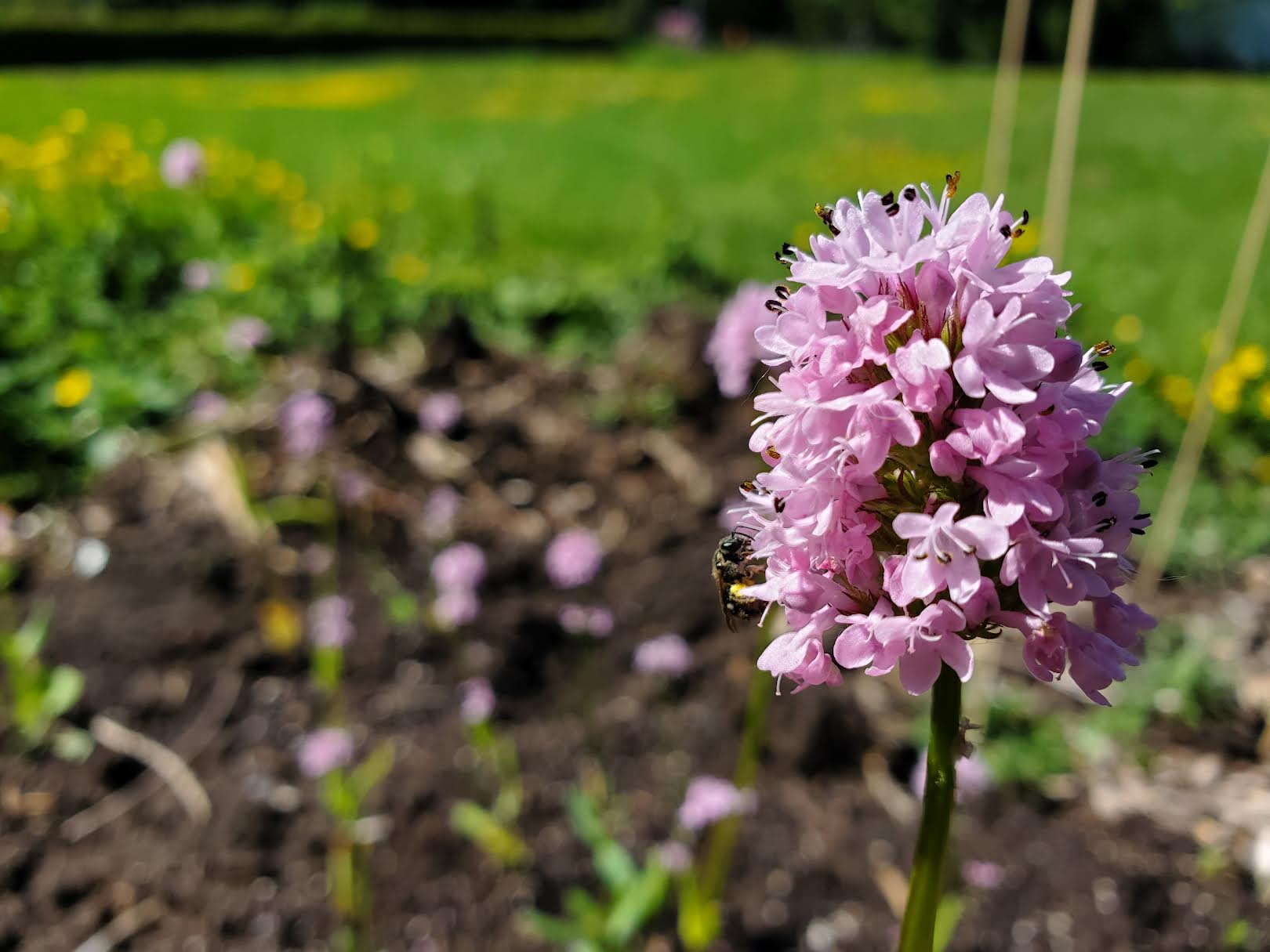 Seablush - Plectritis congesta