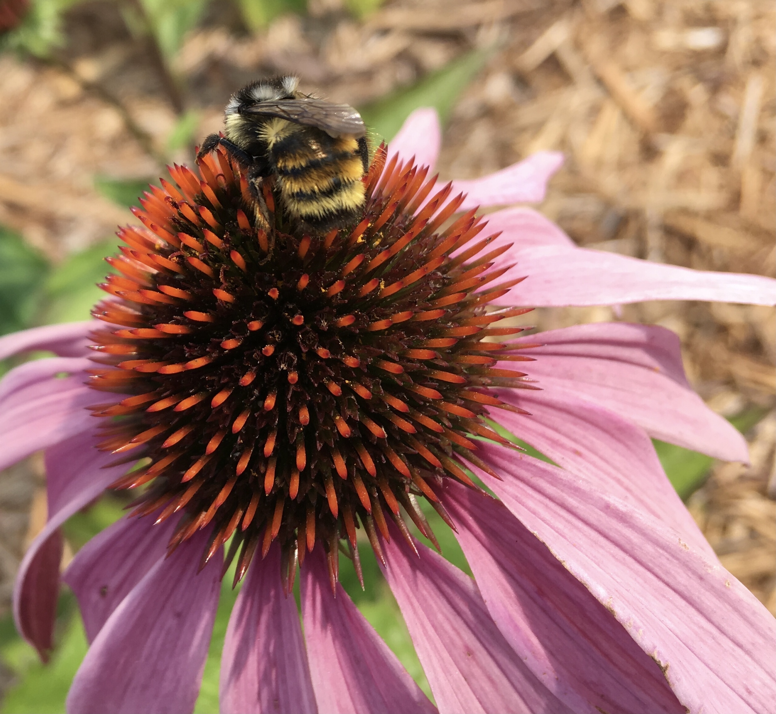 Bumblebee in Echinacea 