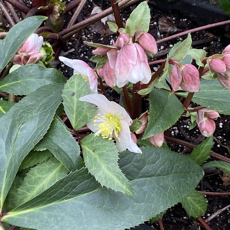 Hellebore