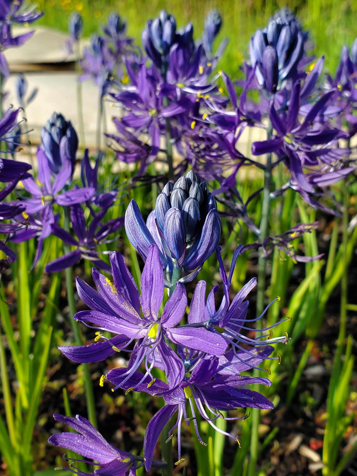 Camas   - Camassia quamash