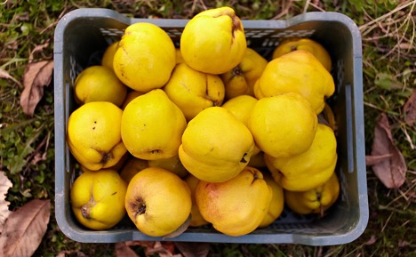 quince, ripe