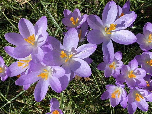 Crocus 