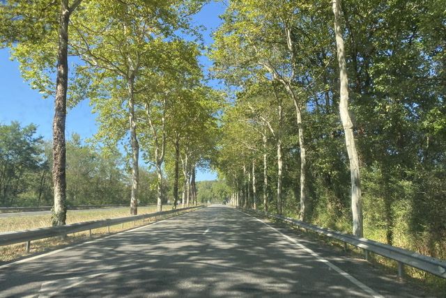 Plane trees