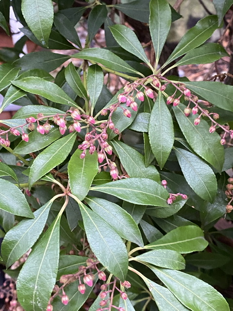 Pieris