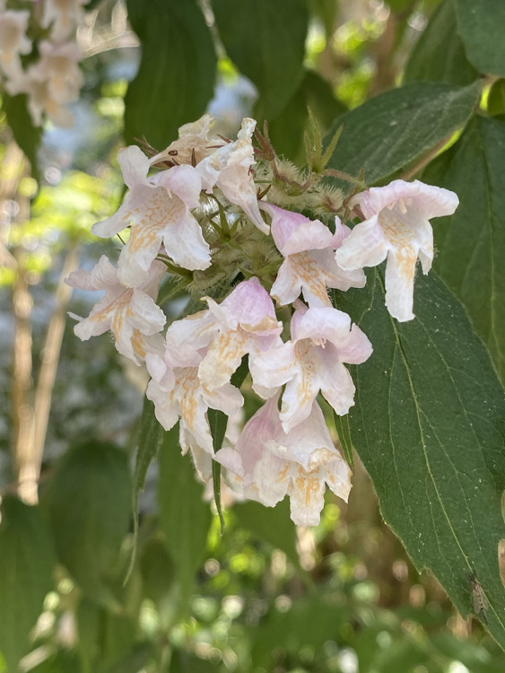 June blooms