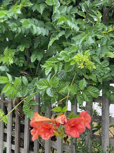 Trumpet Vine