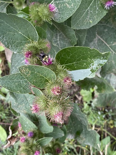 Burdock