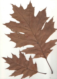 Leaf