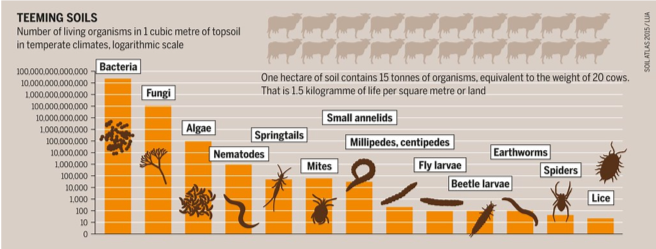 Teeming Soil