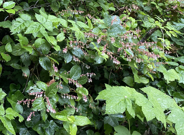 Salal