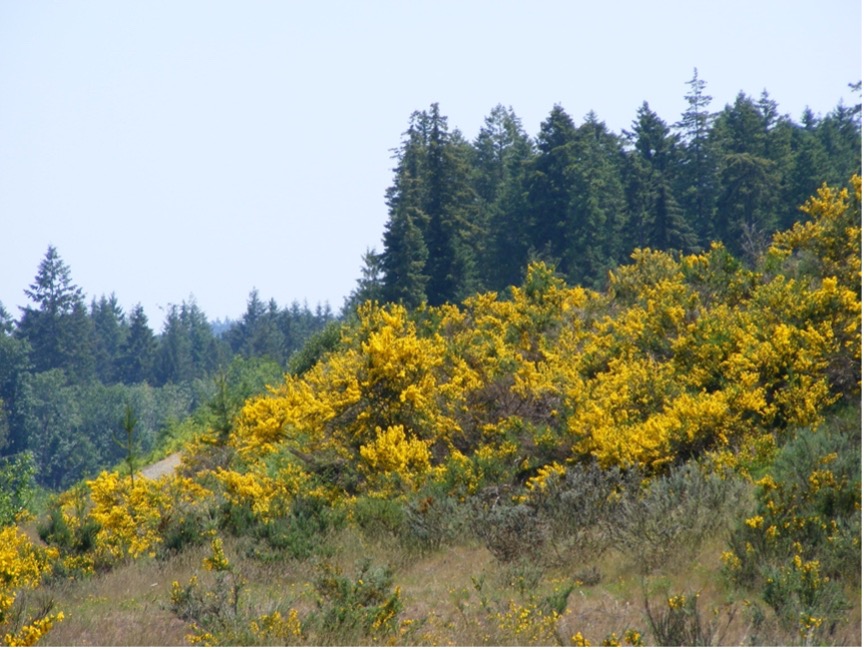 broom plants on hillside