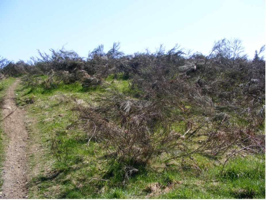 dead broom bushes