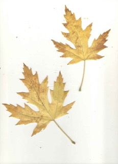 Acer saccharinum