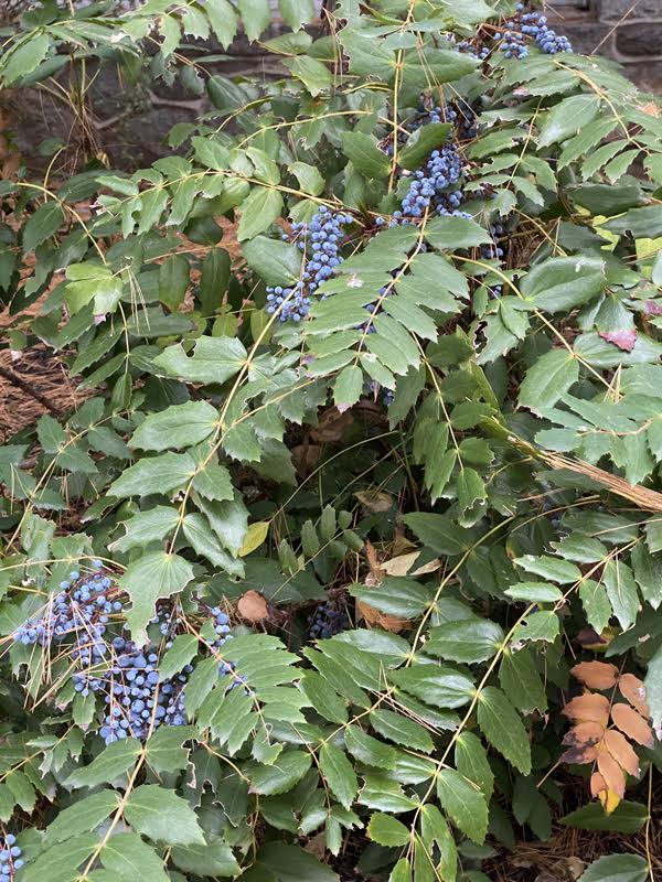 Oregon grape