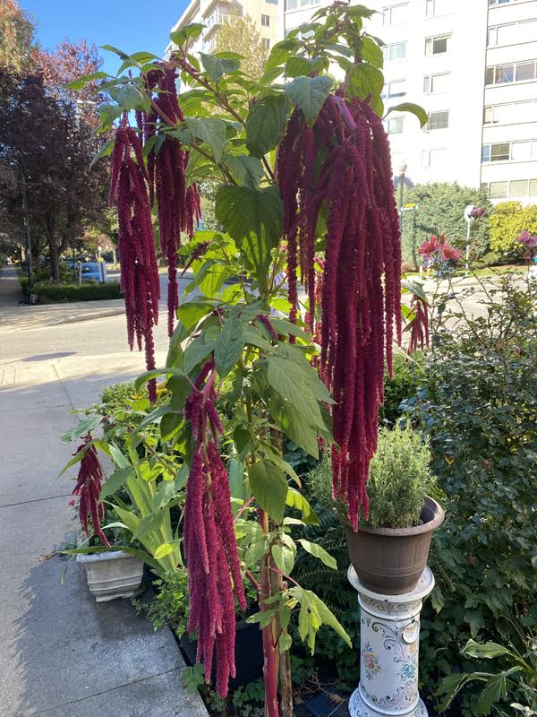 Amaranth