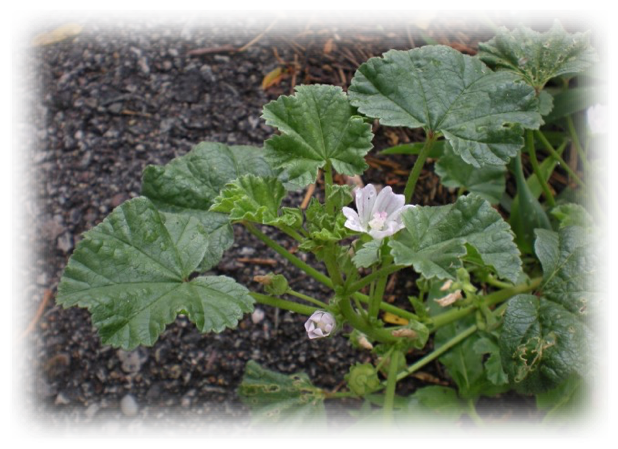 Common Mallow