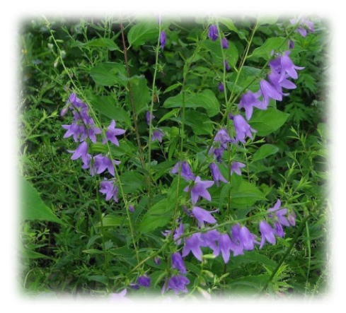 Creeping Bellflower