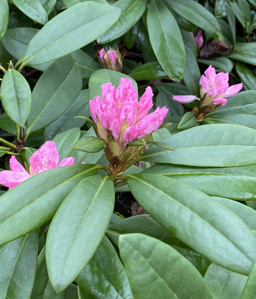 Rhododendron 