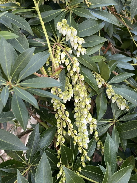 Pieris