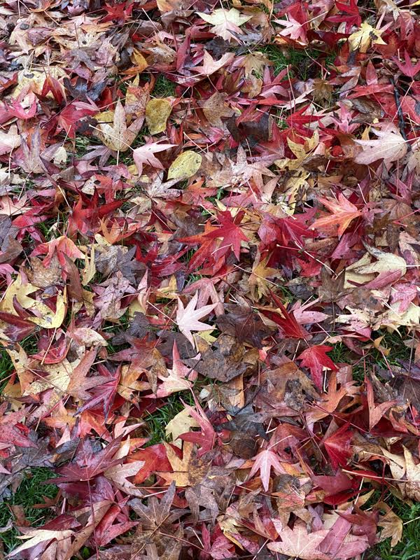 Palmate leaves