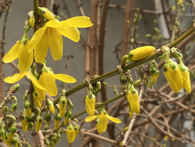 Forsythia 