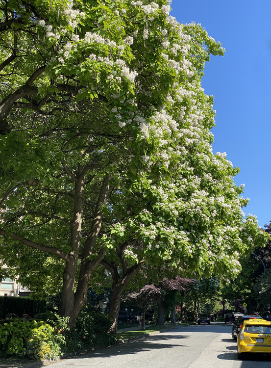 Catalpa