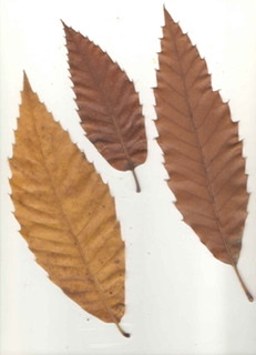 Castanea sativa