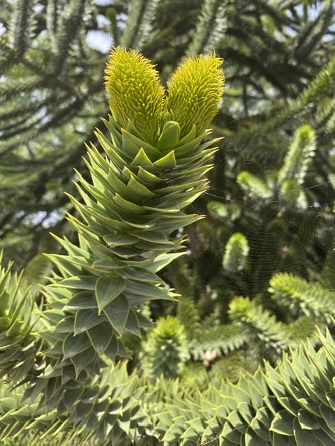 Monkey Puzzle