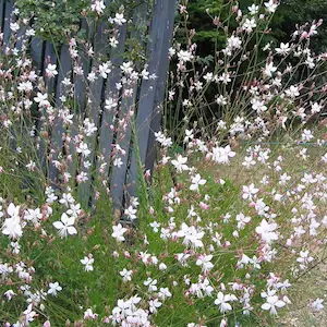 Gaura