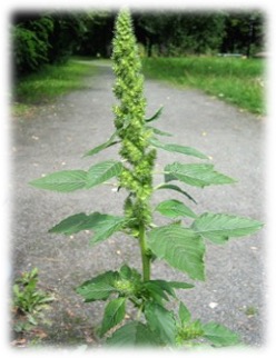 Redroot Pigweed