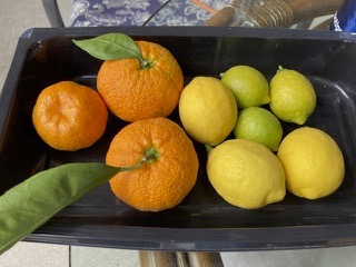 citrus