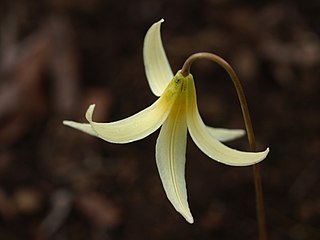 white fawn lily