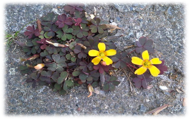 Wood Sorrel