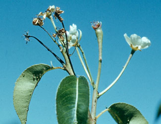 damaged pear blossom