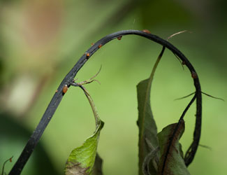 fireblight on pear shoot