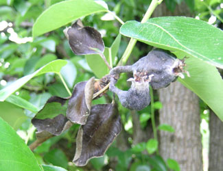 fireblight damage pear leaves