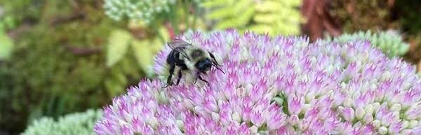 Sedum Bombus