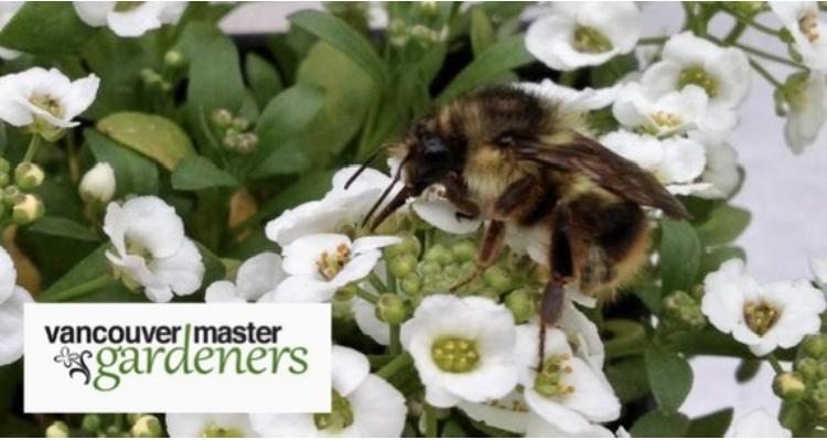 Alyssum Bumblebee 