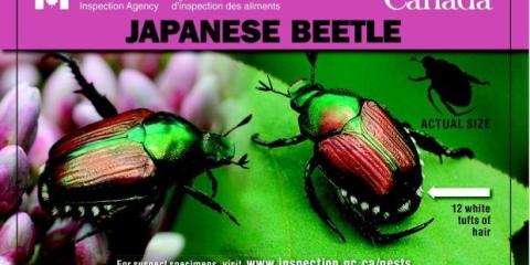 Japanese Beetle