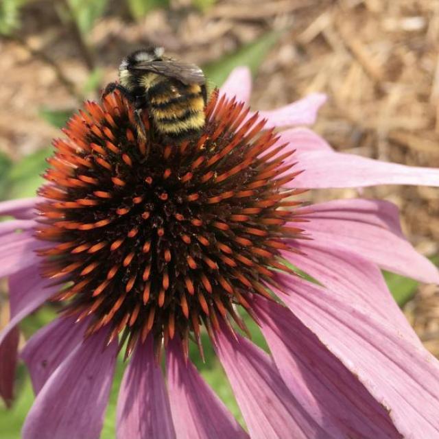 Bee