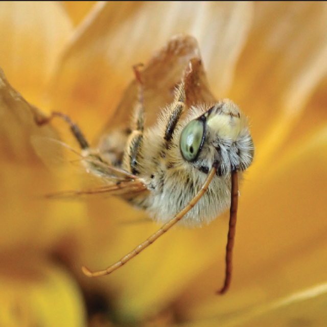 Common Bees of the Southern Interior of BC