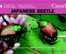 Japanese Beetle