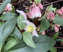 Hellebore